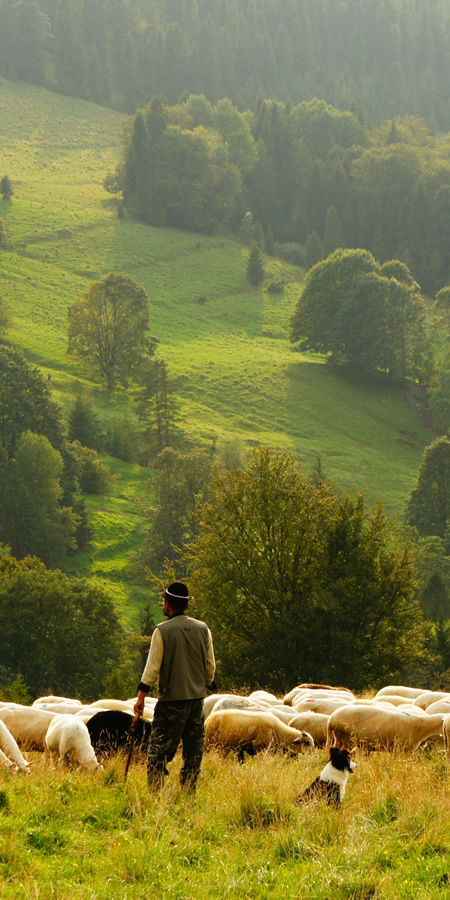 Green Field